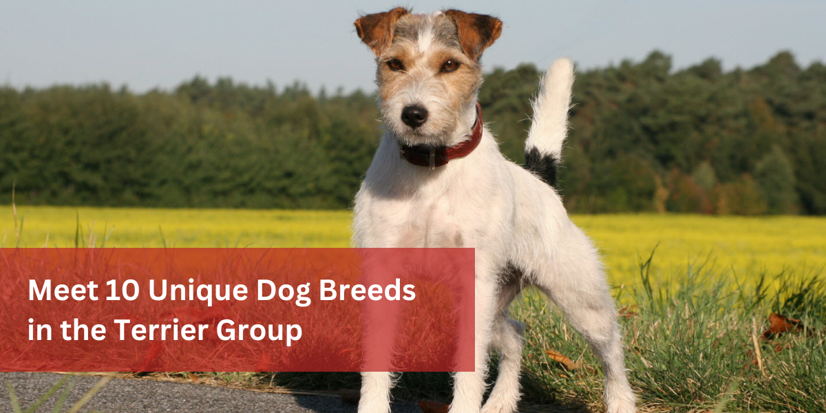 Meet 10 Unique Dog Breeds in the Terrier Group