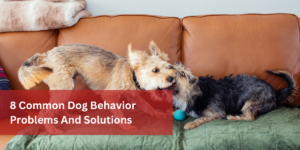8 Common Dog Behavior Problems And Solutions