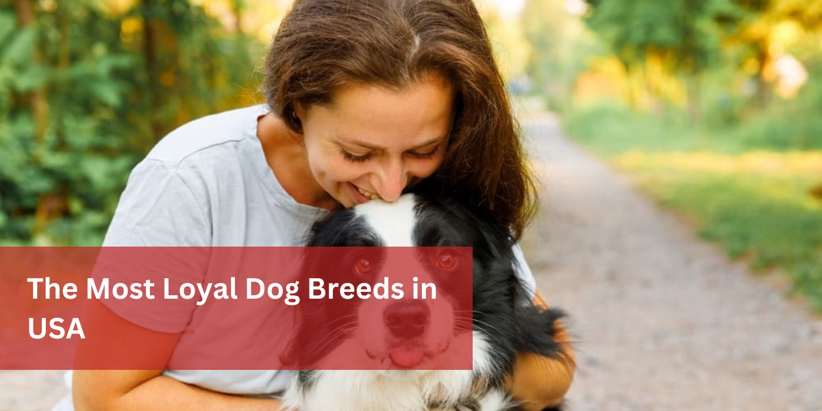 The Most Loyal Dog Breeds in USA