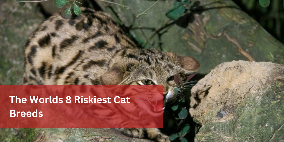 The Worlds 8 Riskiest Cat Breeds