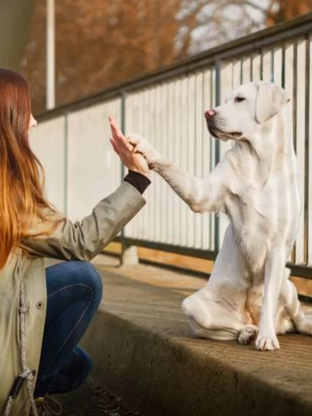 1642586374947_labrador-retriever-dog-training