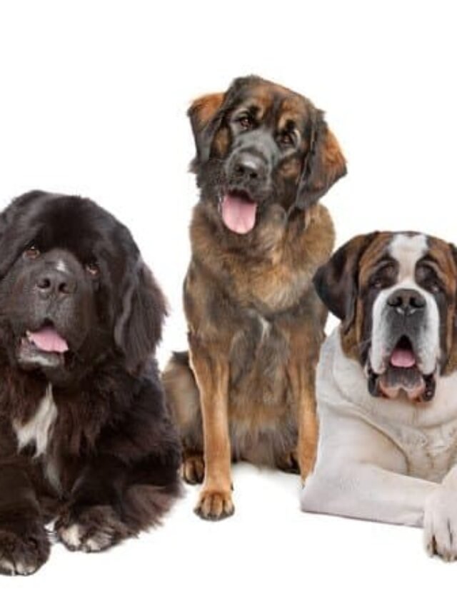 Big Dog Breeds Top 10 Big Dog Breeds In The World - Live True Yoga