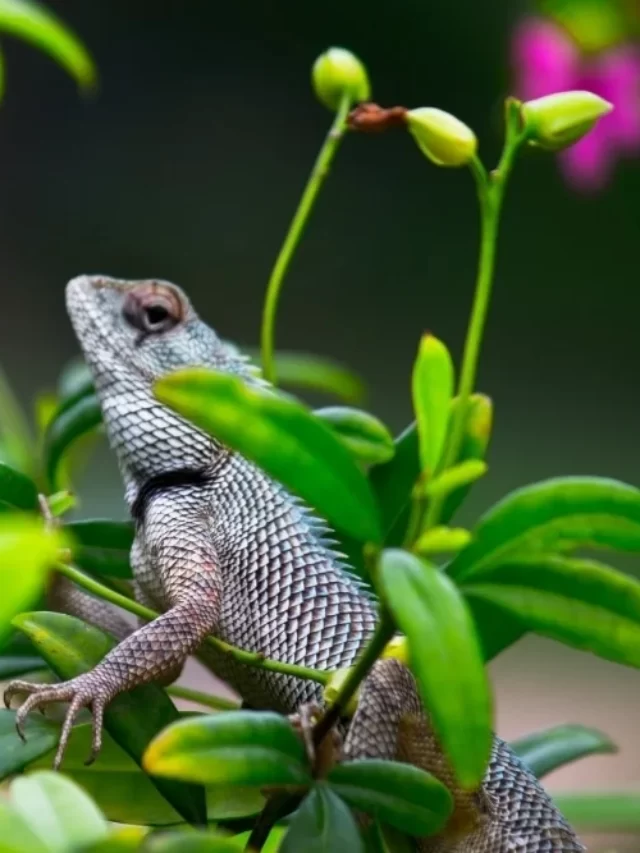 Lizard-in-Garden