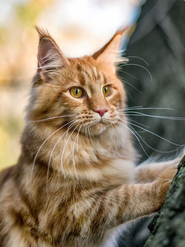 Most-Beautiful-Cat-Breeds