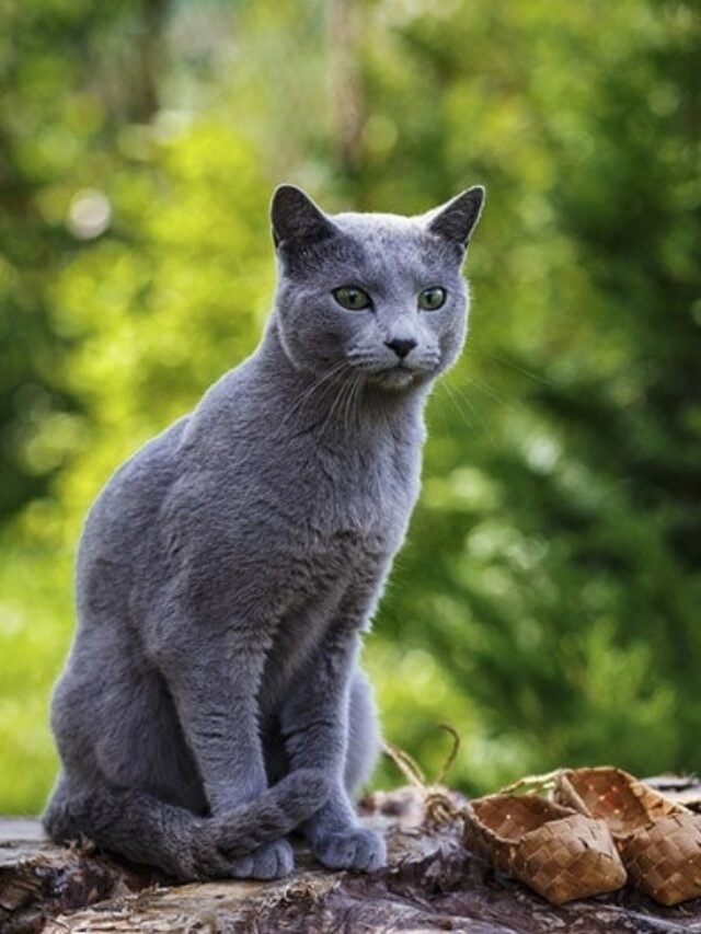 Russian-Blue-sitting-on-the-rocks_Review-News_Shutterstock