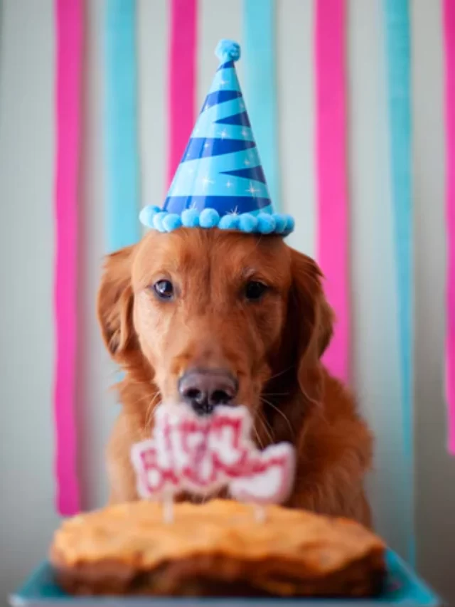 dog_birthday_party_dog_birthday_hat_480x480