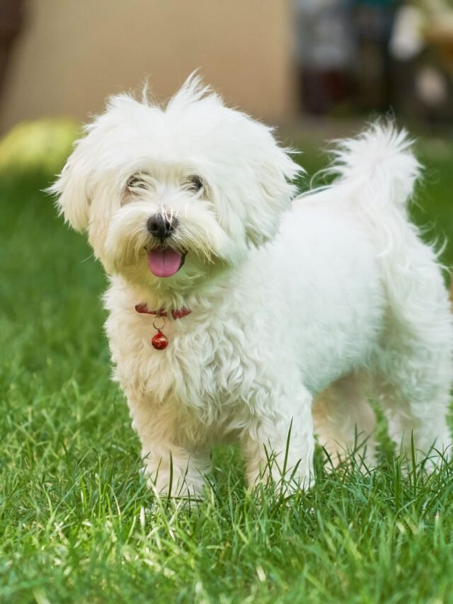 dogs-that-don-t-shed-maltese-1583350322