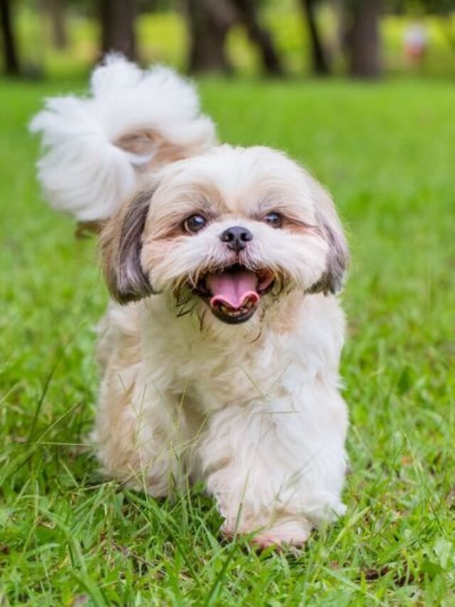 dogs-that-don-t-shed-shih-tzu-1644425972