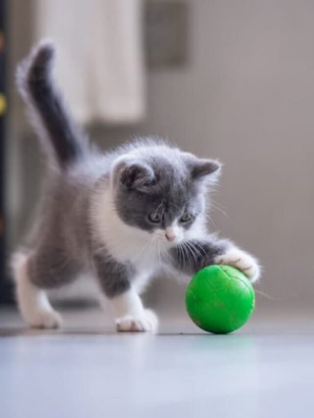 how-to-teach-cat-to-fetch-main-768x511