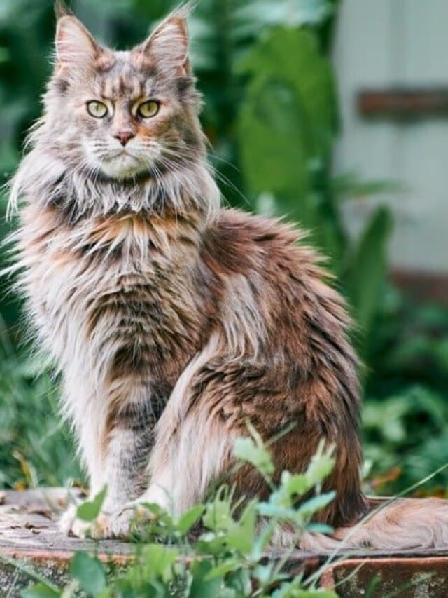 maine-coon