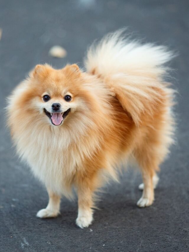 red-small-german-spitz-walking-in-the-autumn-park-royalty-free-image-1580496879