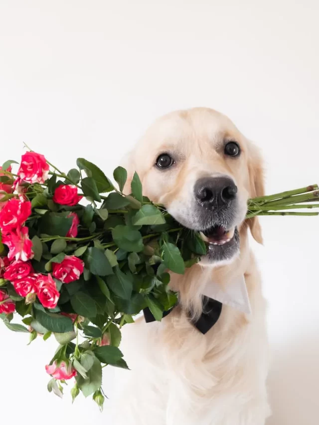 the-dog-holds-a-bouquet-of-roses-in-his-mouth-2021-09-04-09-21-56-utc_1