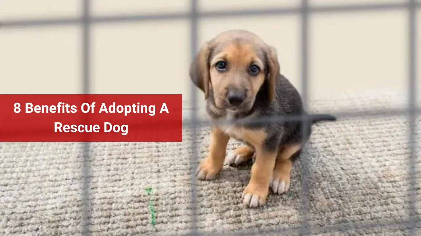 8 Benefits Of Adopting A Rescue Dog
