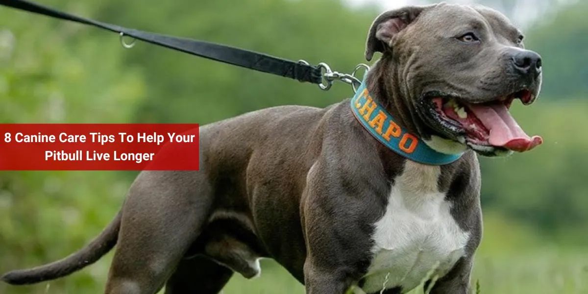 8 Canine Care Tips To Help Your Pitbull Live Longer