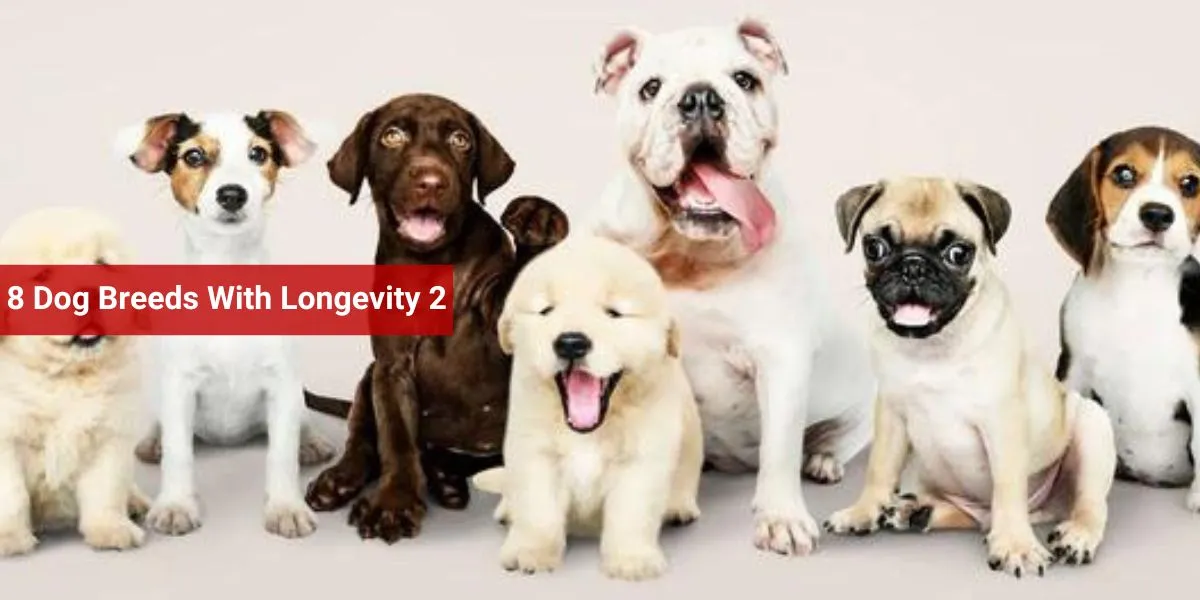 8 Dog Breeds With Longevity 2
