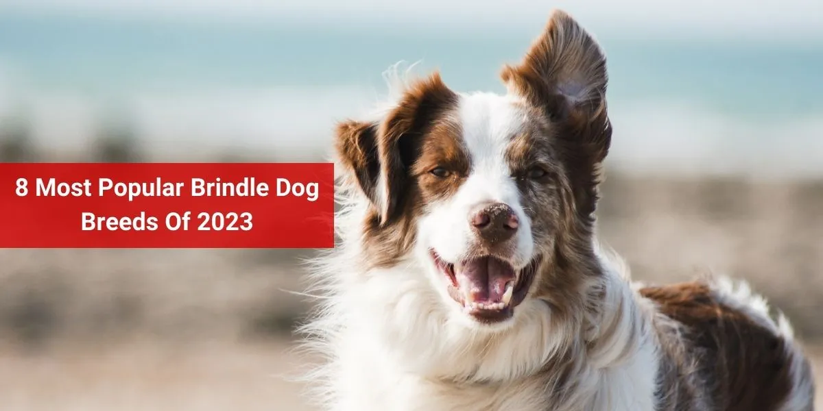 8 Most Popular Brindle Dog Breeds Of 2023