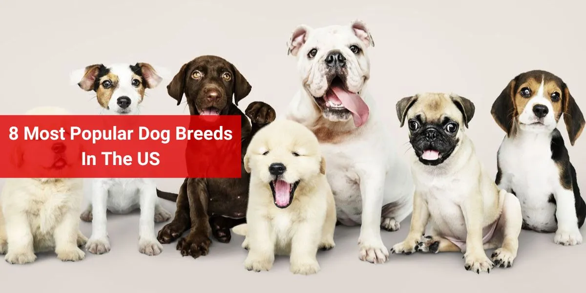 8 Most Popular Dog Breeds In The US