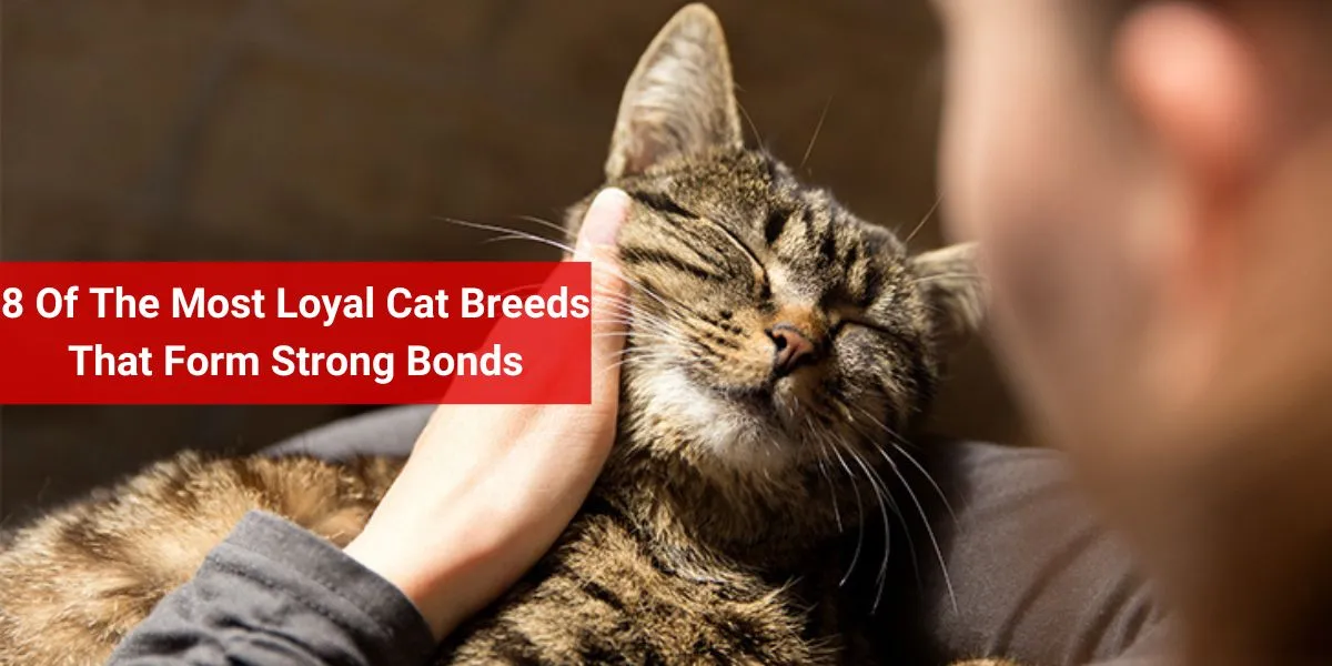 8 Of The Most Loyal Cat Breeds That Form Strong Bonds