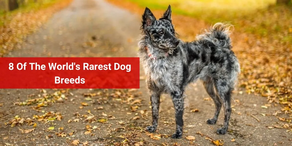8 Of The World's Rarest Dog Breeds