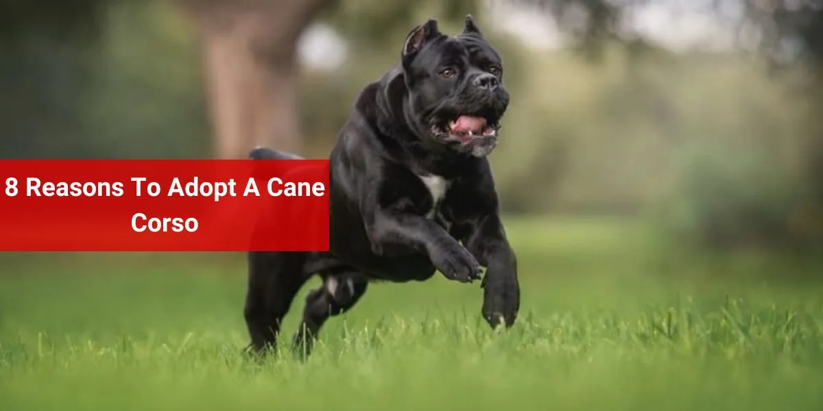 8 Reasons To Adopt A Cane Corso