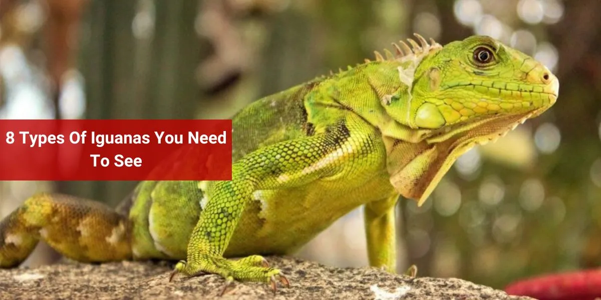8 Types Of Iguanas You Need To See