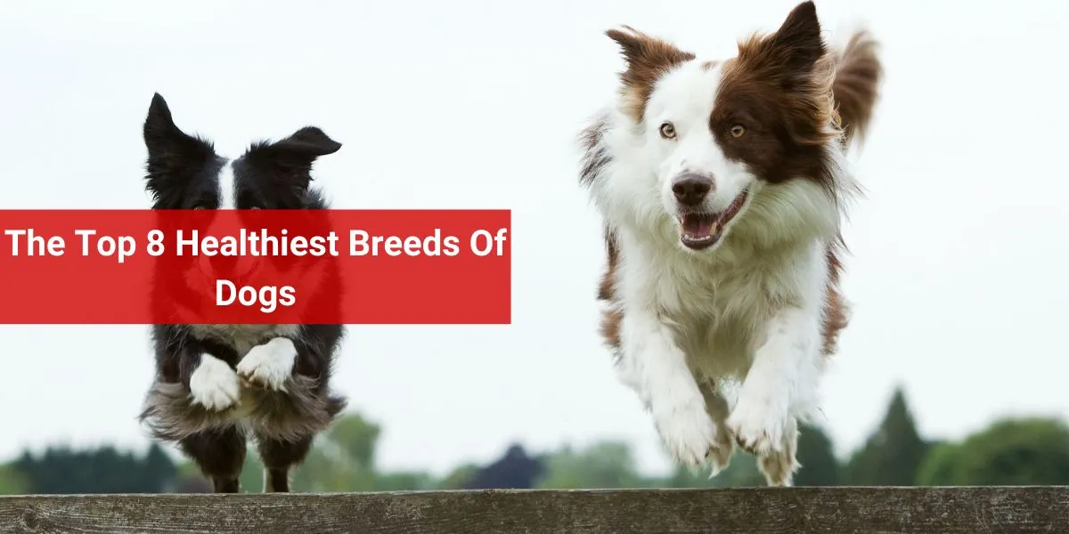 The Top 8 Healthiest Breeds Of Dogs