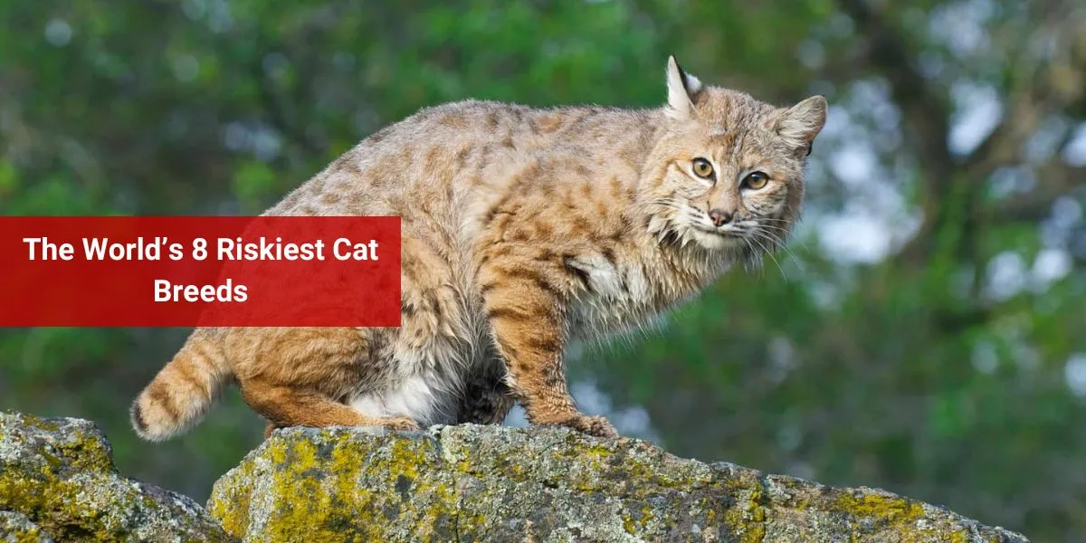The World’s 8 Riskiest Cat Breeds