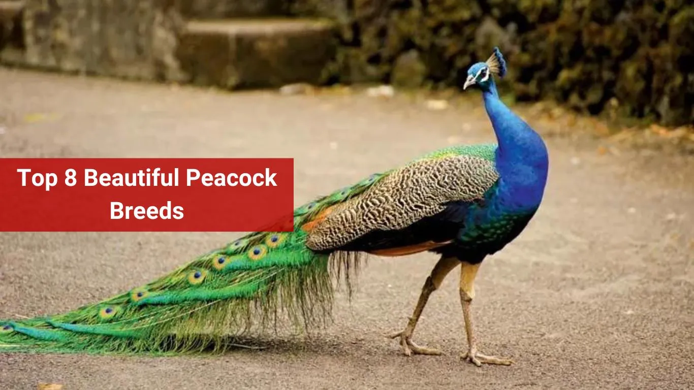 Top 8 Beautiful Peacock Breeds