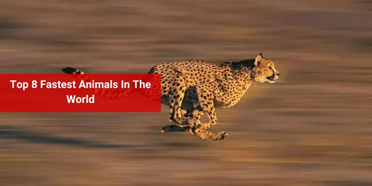 Top 8 Fastest Animals In The World