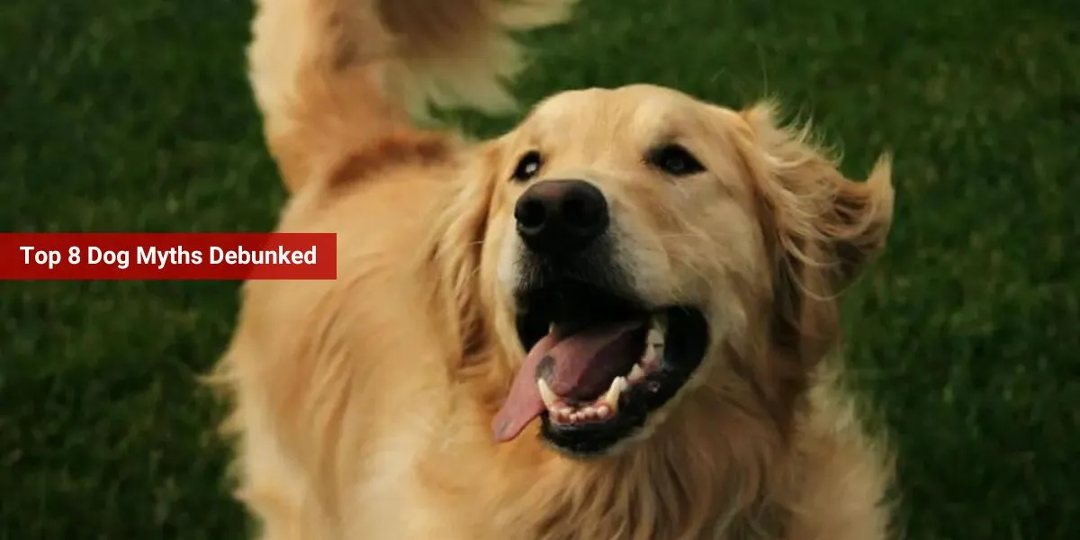 Top 8 Dog Myths Debunked