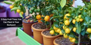 5 Easy Fruit Trees You Can Plant in Your Backyard