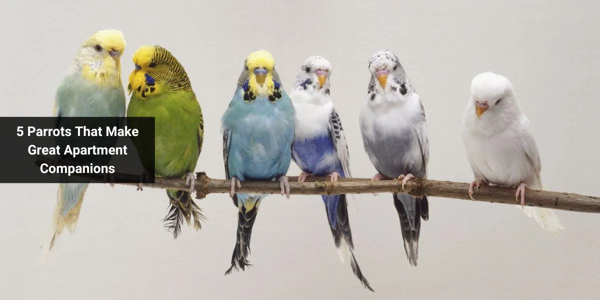 5 Parrots That Make Great Apartment Companions