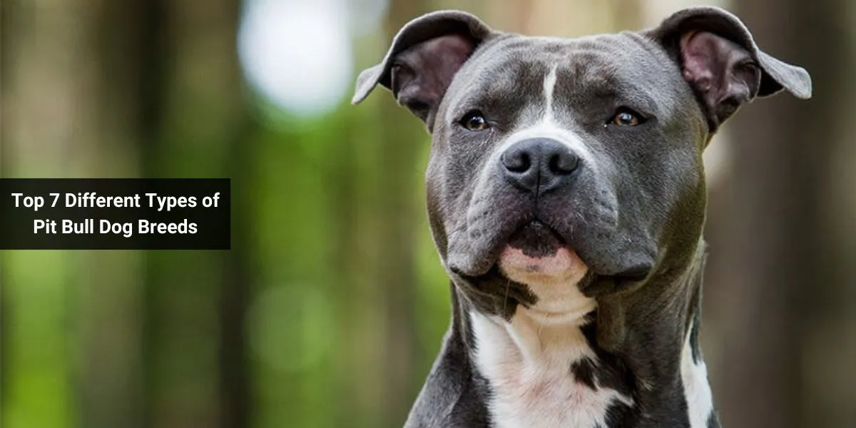Top 7 Different Types of Pit Bull Dog Breeds