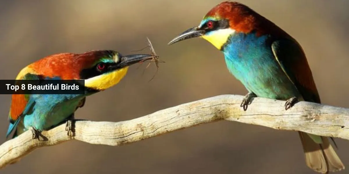 Top 8 Beautiful Birds